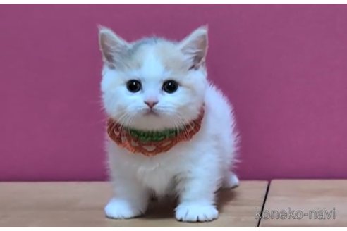 成約済の東京都のマンチカン(短足)-105729の5枚目